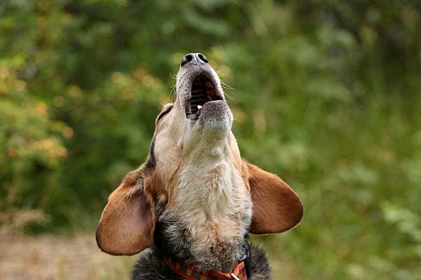 dogbarkingstock